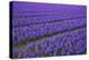 Hyacinth Flower Fields in Famous Lisse, Holland-Anna Miller-Premier Image Canvas