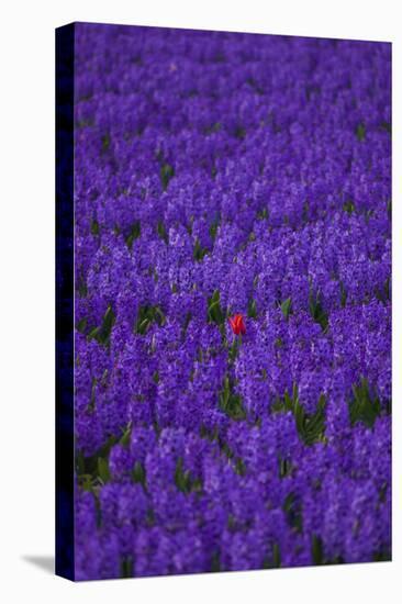 Hyacinth Flower Fields in Famous Lisse, Holland-Anna Miller-Premier Image Canvas