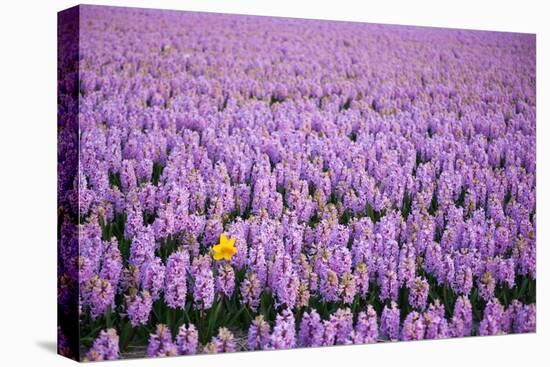 Hyacinth Flower Fields in Famous Lisse, Holland-Anna Miller-Premier Image Canvas
