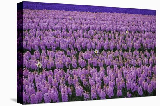 Hyacinth Flower Fields in Famous Lisse, Holland-Anna Miller-Premier Image Canvas