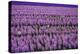 Hyacinth Flower Fields in Famous Lisse, Holland-Anna Miller-Premier Image Canvas