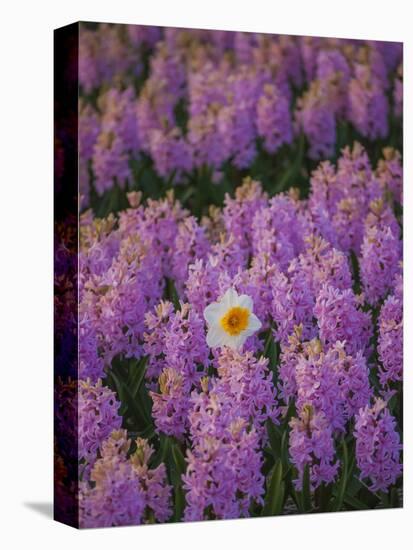 Hyacinth Flower Fields in Famous Lisse, Holland-Anna Miller-Premier Image Canvas