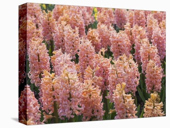 Hyacinth in Bloom-Anna Miller-Premier Image Canvas