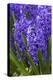 Hyacinth in bloom-Anna Miller-Premier Image Canvas