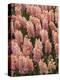 Hyacinth in bloom-Anna Miller-Premier Image Canvas