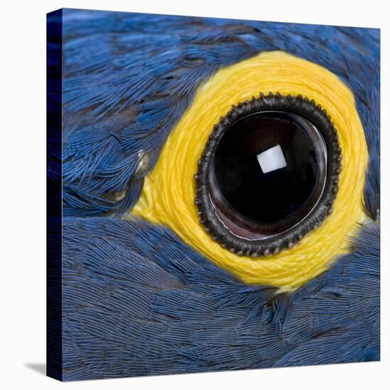 Hyacinth Macaw, 1 Year Old, Close Up On Eye-Life on White-Premier Image Canvas