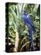 Hyacinth Macaw, 1992-Sandra Lawrence-Premier Image Canvas