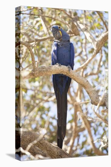 Hyacinth Macaw (Anodorhynchus Hyacinthinus) (Hyacinthine Macaw), Brazil, South America-Alex Robinson-Premier Image Canvas