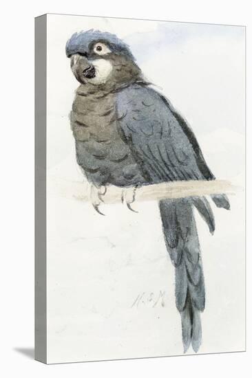 Hyacinth Macaw, C.1890-Henry Stacey Marks-Premier Image Canvas
