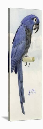 Hyacinth Macaw, C.1890-Henry Stacey Marks-Premier Image Canvas