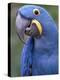 Hyacinth Macaw, Iucn Red List of Endangered Species-Eric Baccega-Premier Image Canvas