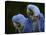 Hyacinth Macaw Pair, from South America, Endangered-Eric Baccega-Premier Image Canvas