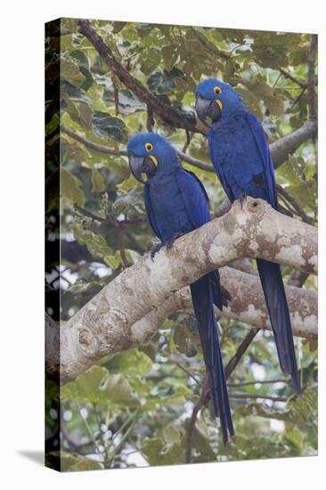 Hyacinth Macaw pair-Ken Archer-Premier Image Canvas