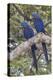 Hyacinth Macaw pair-Ken Archer-Premier Image Canvas