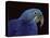 Hyacinth Macaw-Lynn M. Stone-Premier Image Canvas