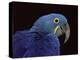 Hyacinth Macaw-Lynn M. Stone-Premier Image Canvas