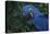 Hyacinth Macaw-DLILLC-Premier Image Canvas