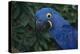 Hyacinth Macaw-DLILLC-Premier Image Canvas