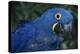 Hyacinth Macaw-DLILLC-Premier Image Canvas