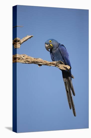 Hyacinth Macaw-Joe McDonald-Premier Image Canvas