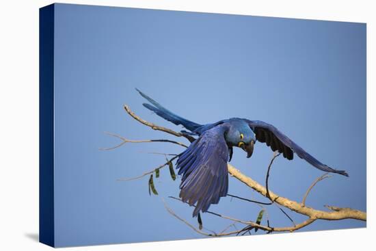 Hyacinth Macaw-Joe McDonald-Premier Image Canvas