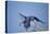 Hyacinth Macaw-Joe McDonald-Premier Image Canvas