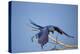 Hyacinth Macaw-Joe McDonald-Premier Image Canvas