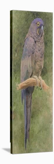 Hyacinth Macaw-Henry Stacey Marks-Premier Image Canvas