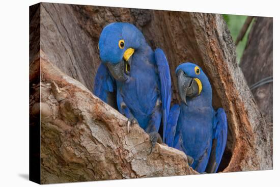 Hyacinth Macaws in a Tree-Howard Ruby-Premier Image Canvas