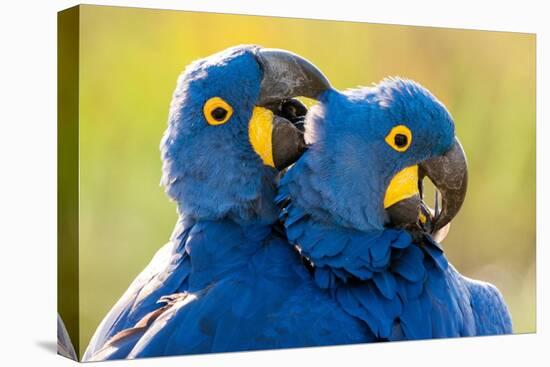 Hyacinth macaws mutual preening, Pantanal, Brazil-Bence Mate-Premier Image Canvas