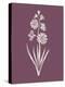 Hyacinth Purple Flower-Jasmine Woods-Stretched Canvas