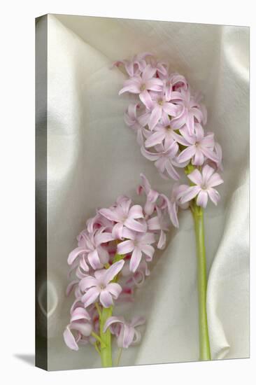 Hyacinth Study-Anna Miller-Premier Image Canvas