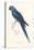 Hyacinthine Parakeet-Edward Lear-Stretched Canvas