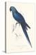 Hyacinthine Parakeet-Edward Lear-Stretched Canvas