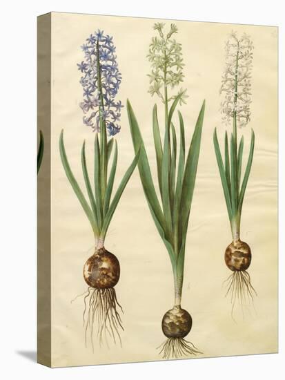 Hyacinthoides Orientalis from the Album Gottorfer Codex, c.1650-Hans Simon Holtzbecher-Premier Image Canvas