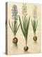 Hyacinthoides Orientalis from the Album Gottorfer Codex, c.1650-Hans Simon Holtzbecher-Premier Image Canvas