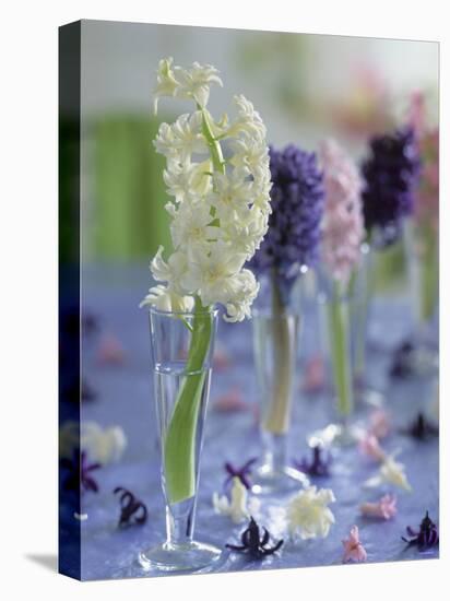 Hyacinths in Glasses as Table Decoration-Friedrich Strauss-Premier Image Canvas