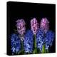 Hyacinths-Magda Indigo-Premier Image Canvas