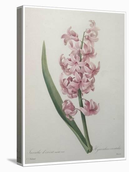 Hyacinthus Orientalis-Pierre-Joseph Redoute-Stretched Canvas