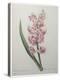 Hyacinthus Orientalis-Pierre-Joseph Redoute-Stretched Canvas