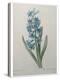 Hyacinthus Orientalis-Pierre-Joseph Redoute-Stretched Canvas