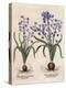 Hyacinthus Orientalis-Basilius Besler-Stretched Canvas