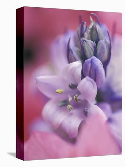 Hyacynth Close-up, Pennsylvania, USA-Nancy Rotenberg-Premier Image Canvas