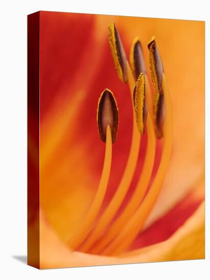 Hybrid Daylily-Adam Jones-Premier Image Canvas