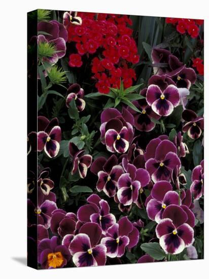 Hybrid Pansies in Garden, Oregon, USA-Adam Jones-Premier Image Canvas