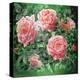 Hybrid Tea- Lyon Rose, 1982-Sandra Lawrence-Premier Image Canvas