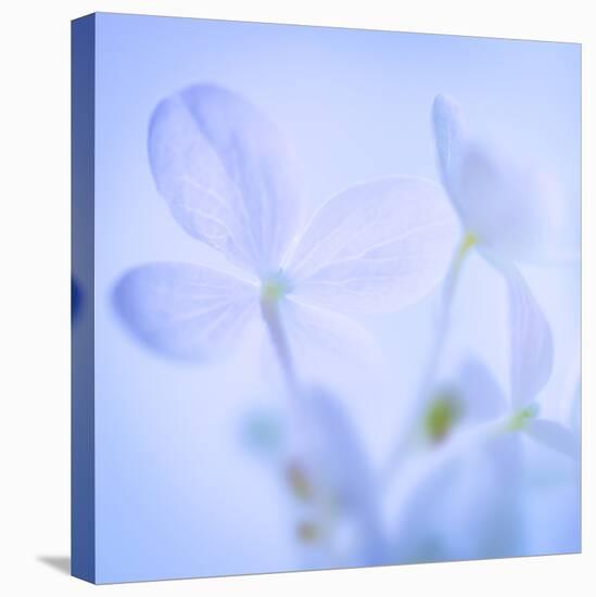 Hydrangea Blossoms I-Kathy Mahan-Premier Image Canvas