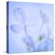 Hydrangea Blossoms I-Kathy Mahan-Premier Image Canvas