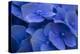 Hydrangea Blues I-Rita Crane-Premier Image Canvas