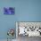Hydrangea Blues III-Rita Crane-Premier Image Canvas displayed on a wall